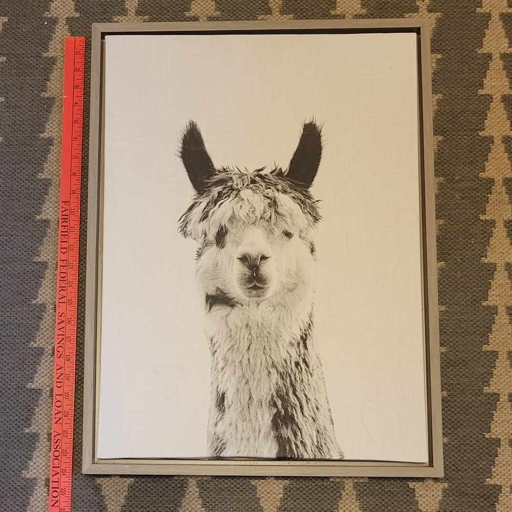 Alpaca Portrait